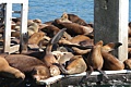 California Sea Lions