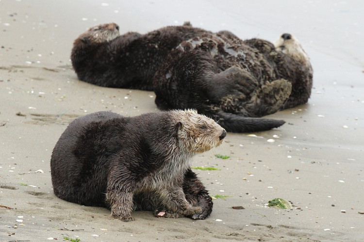 California Sea Otters