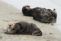 California Sea Otters