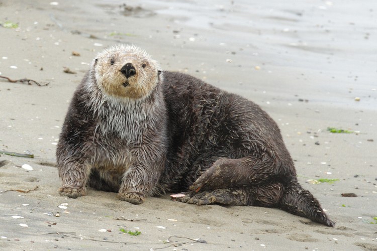 California Sea Otter
