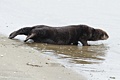 California Sea Otter