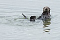 California Sea Otter - grooming