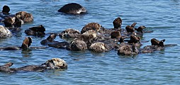 Raft of California Sea Otters