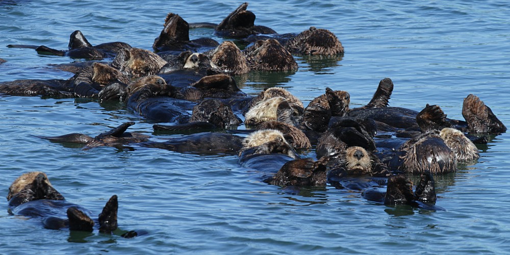 Raft of California Sea Otters