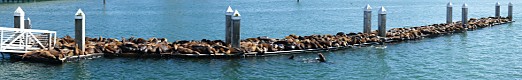 California Sea Lions