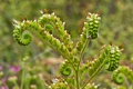 Imbricate Phacelia