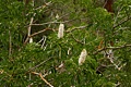 California Buckeye