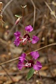 Elegant Clarkia