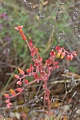 Broadleaf Stonecrop