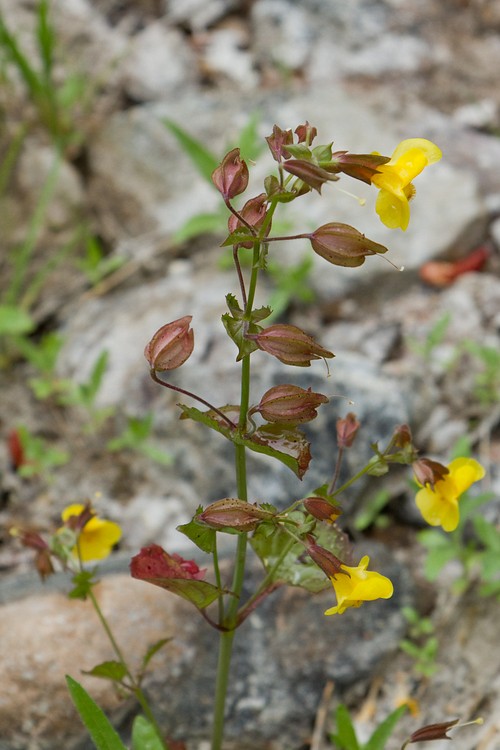 Common Large Monkeyflower