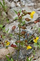 Common Large Monkeyflower