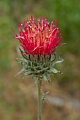 Cobweb Thistle