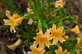 Notch-petaled Bush Monkeyflower