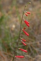 Scarlet Bugler