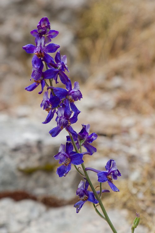 Western Larkspur