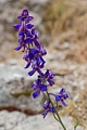 Western Larkspur