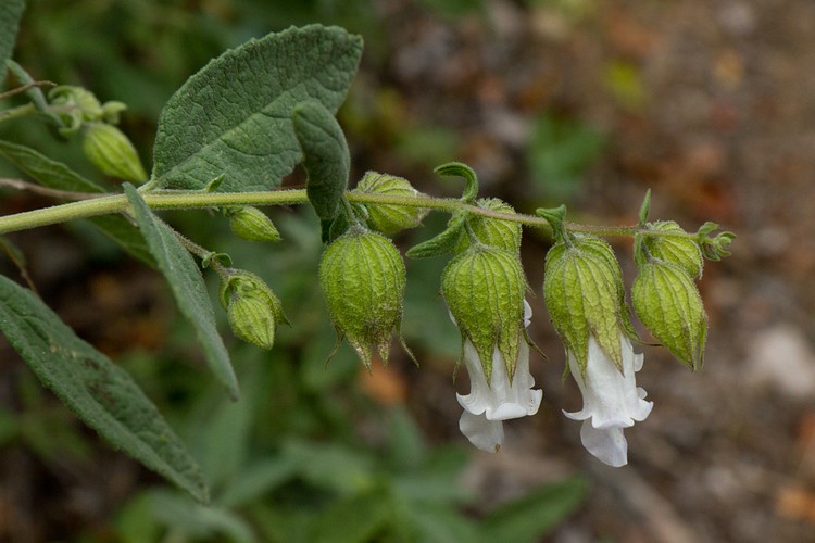 White Pitcher Sage