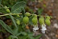 White Pitcher Sage