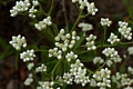 Pearly Everlasting