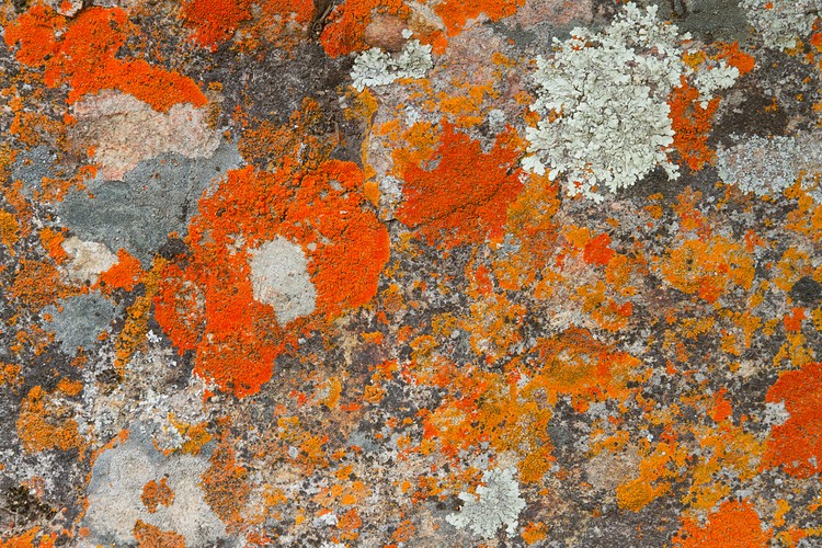 Lichen