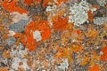 Lichen