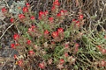 Indian Paintbrush