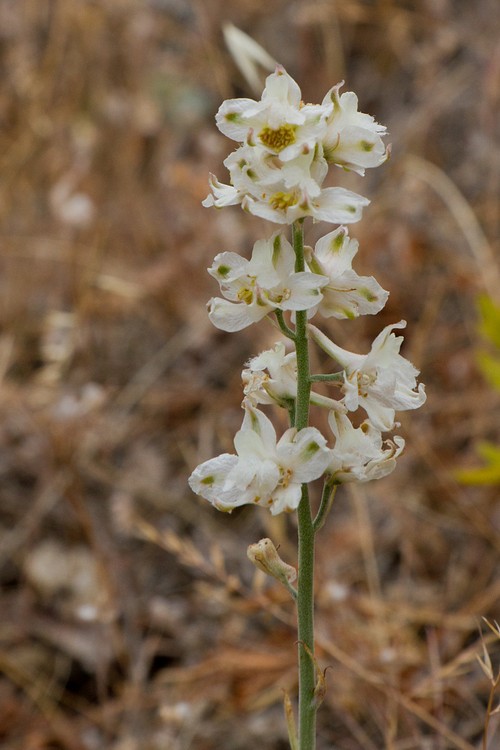 Coast Larkspur