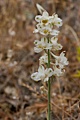 Coast Larkspur