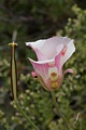 Butterfly Mariposa Lily