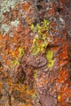 Lichen