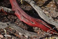 Madrone