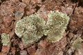 Lichen