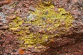 Lichen