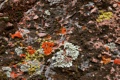 Lichen