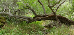 Tree over West Fork Chalone Creek