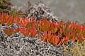 Ice Plant