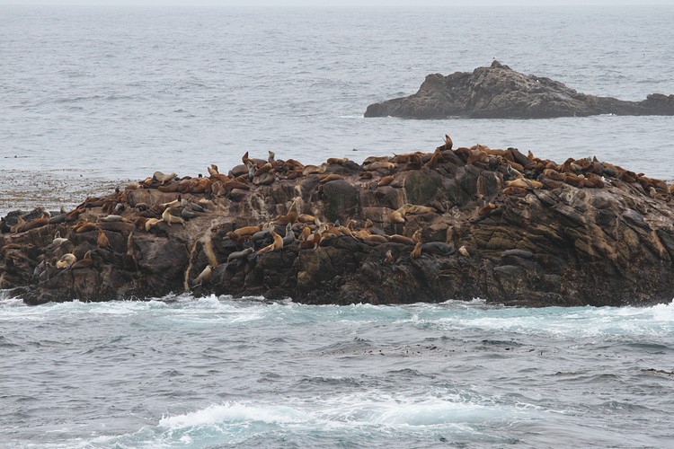 California Sea Lions