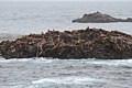 California Sea Lions