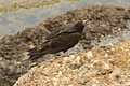 Turkey Vulture