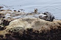 Harbor Seals