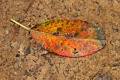 Colorful leaf