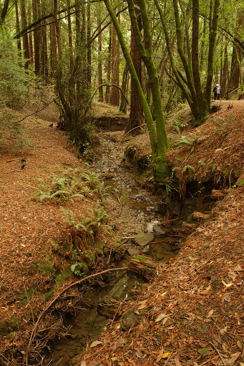 Redwood Creek