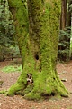 Mossy tree