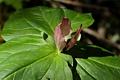 Giant Trillium