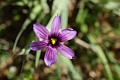 Blue-eyed Grass