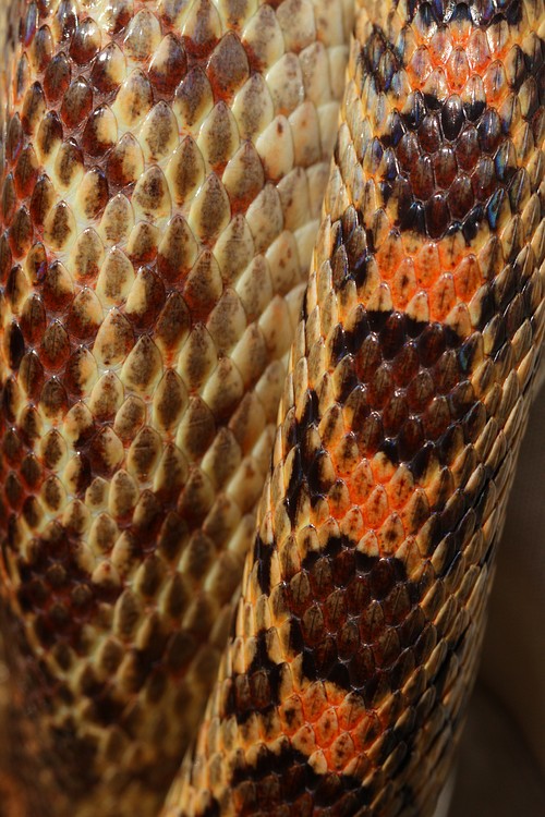 Pacific Gopher Snake