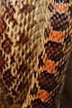 Pacific Gopher Snake