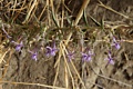 Small flowers