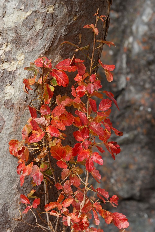 Poison oak