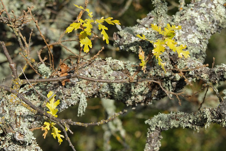Oak leaves
